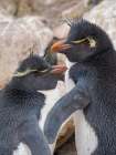 Rockhopper penguin during spring on Saunders Island, Falkland Islands. Art Print